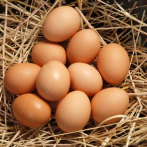 eggs