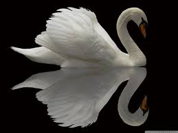 swan