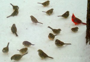 cardinals