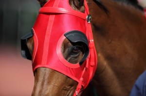 Horse Blinders