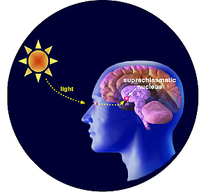 SuprachiasmaticNucleus