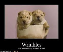 Puppy wrinkles