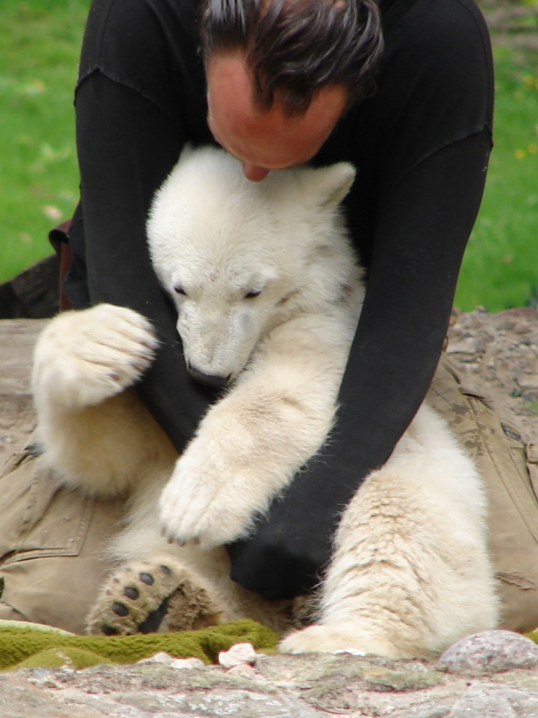 Knut hug