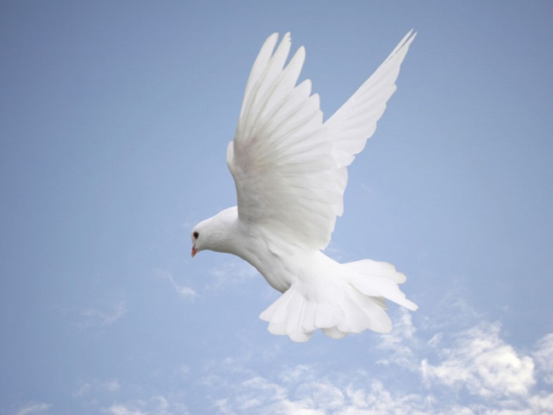 white-dove-wallpapers-3